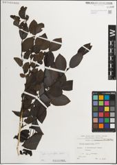 Foto von Salix myrsinifolia Salisb.